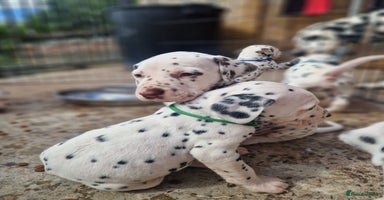 Dalmatian dogs in Ferndale - Advert 2