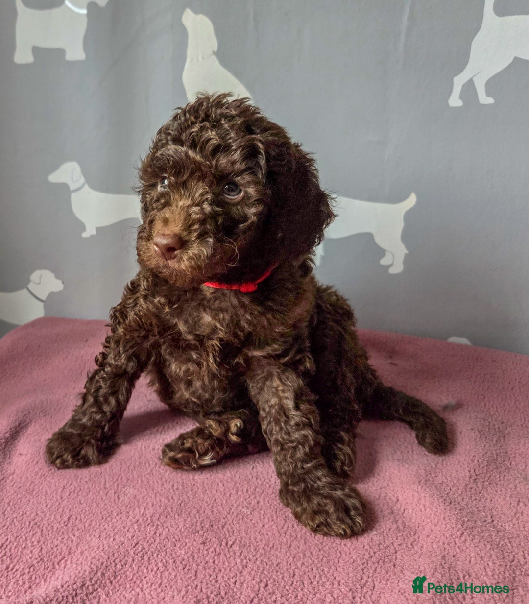 Cockapoo dogs for sale: All Reserved❤️ Multigen Merle Cockapoo Puppies  - Advert 2