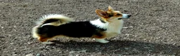 Welsh Corgi Pembroke dogs for sale: KC Pembroke Corgis  - Advert 7