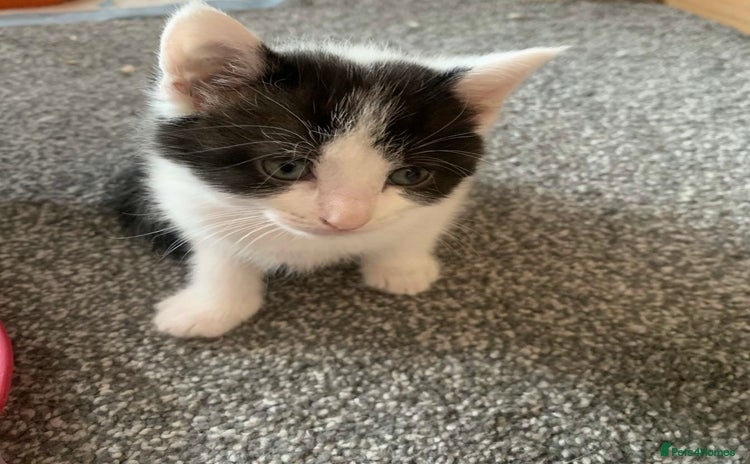 Domestic Shorthair cats - Advert 1