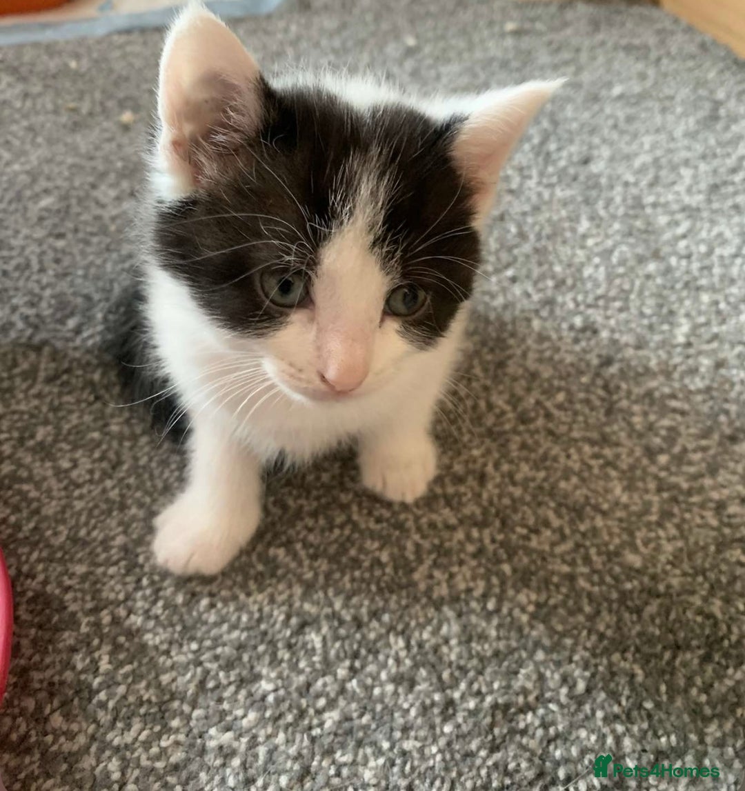 Domestic Shorthair cats for sale: Black and white kittens - Image 1