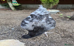 Chickens poultry for sale: Blue British tailed Araucana boy  - Image 6