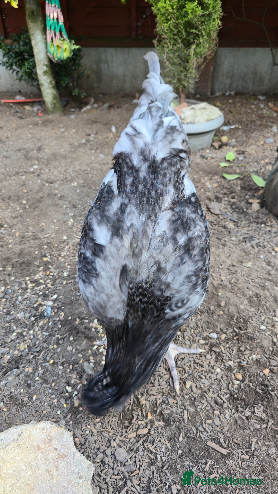 Chickens poultry for sale: Blue British tailed Araucana boy  - Image 6