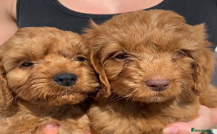 Cockapoo dogs - Advert 4