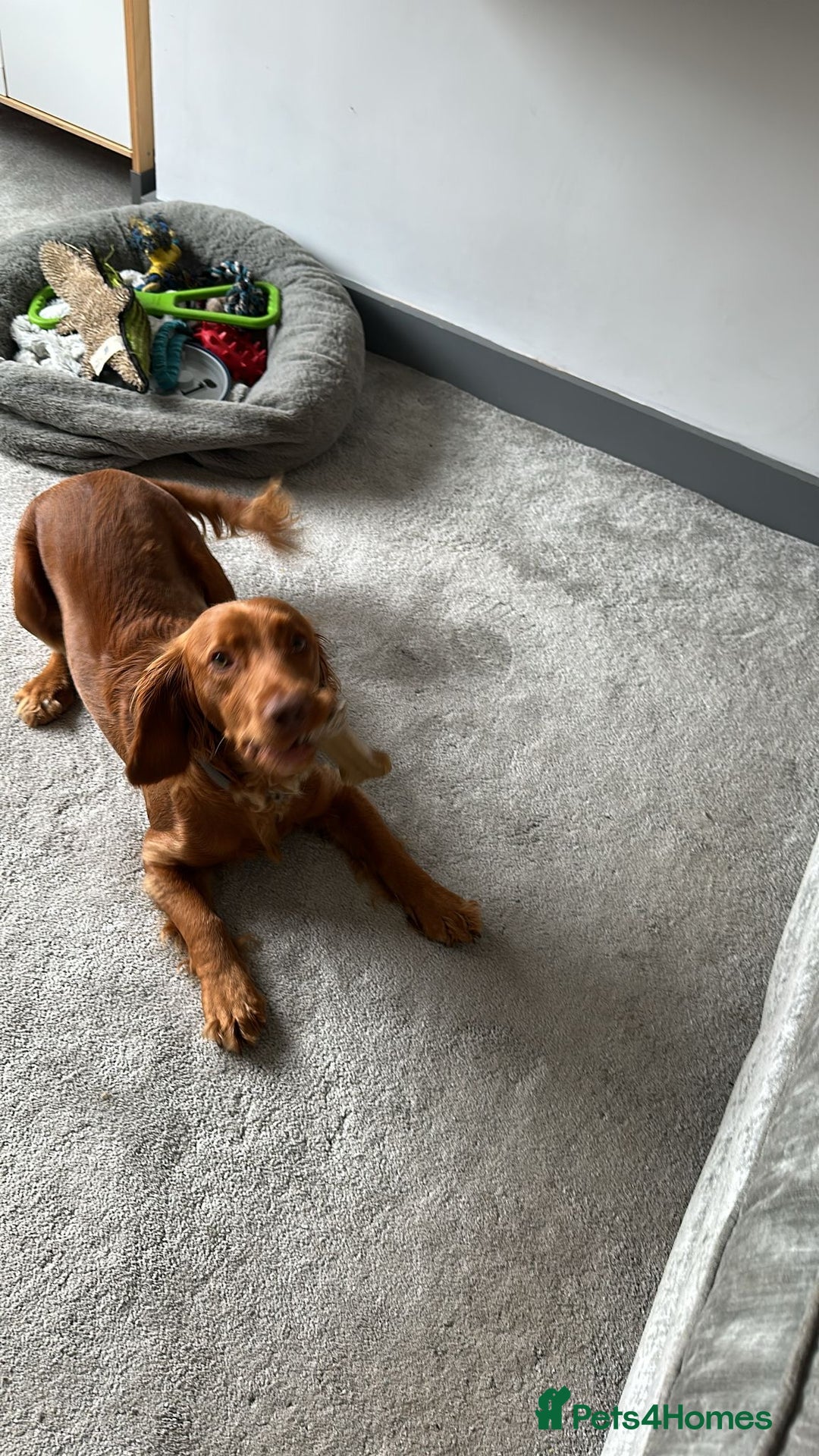 Cocker Spaniel dogs for sale: Cocker spaniel  - Advert 1