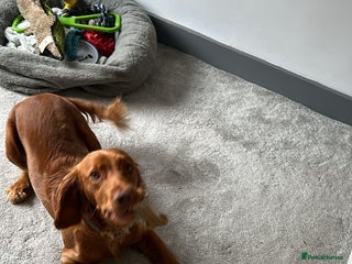 Cocker Spaniel dogs Cocker spaniel - Advert 2