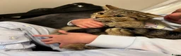 American Shorthair cats for sale: Tabby kittens  in Runcorn - Advert 5
