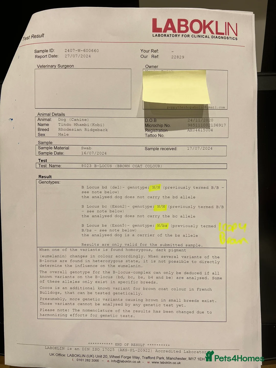 Rhodesian Ridgeback dogs for stud: Proven KC Reg Fully Health Tested RR for Stud in Bolton - Advert 26