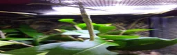 Stick Insects invertebrates for sale: Indian Stick insects  - Advert 3