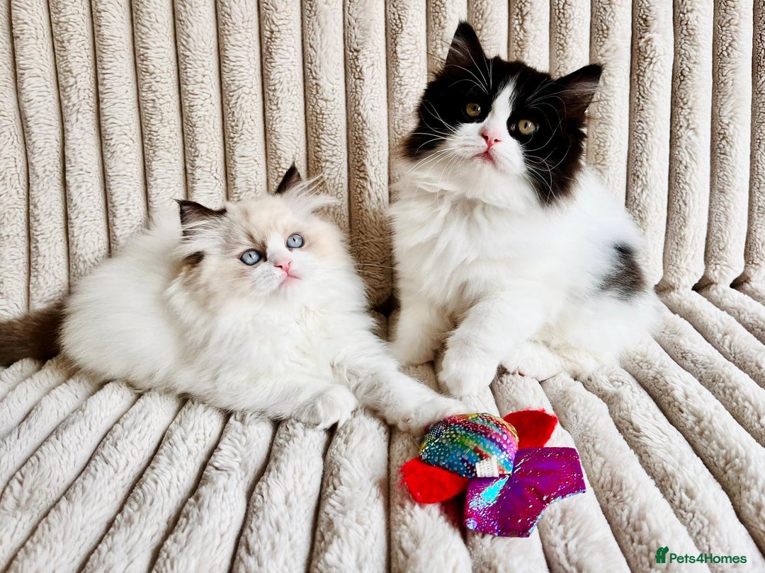 Perdoll cats for sale: Two adorable Perdoll kittens for sale - Image 1
