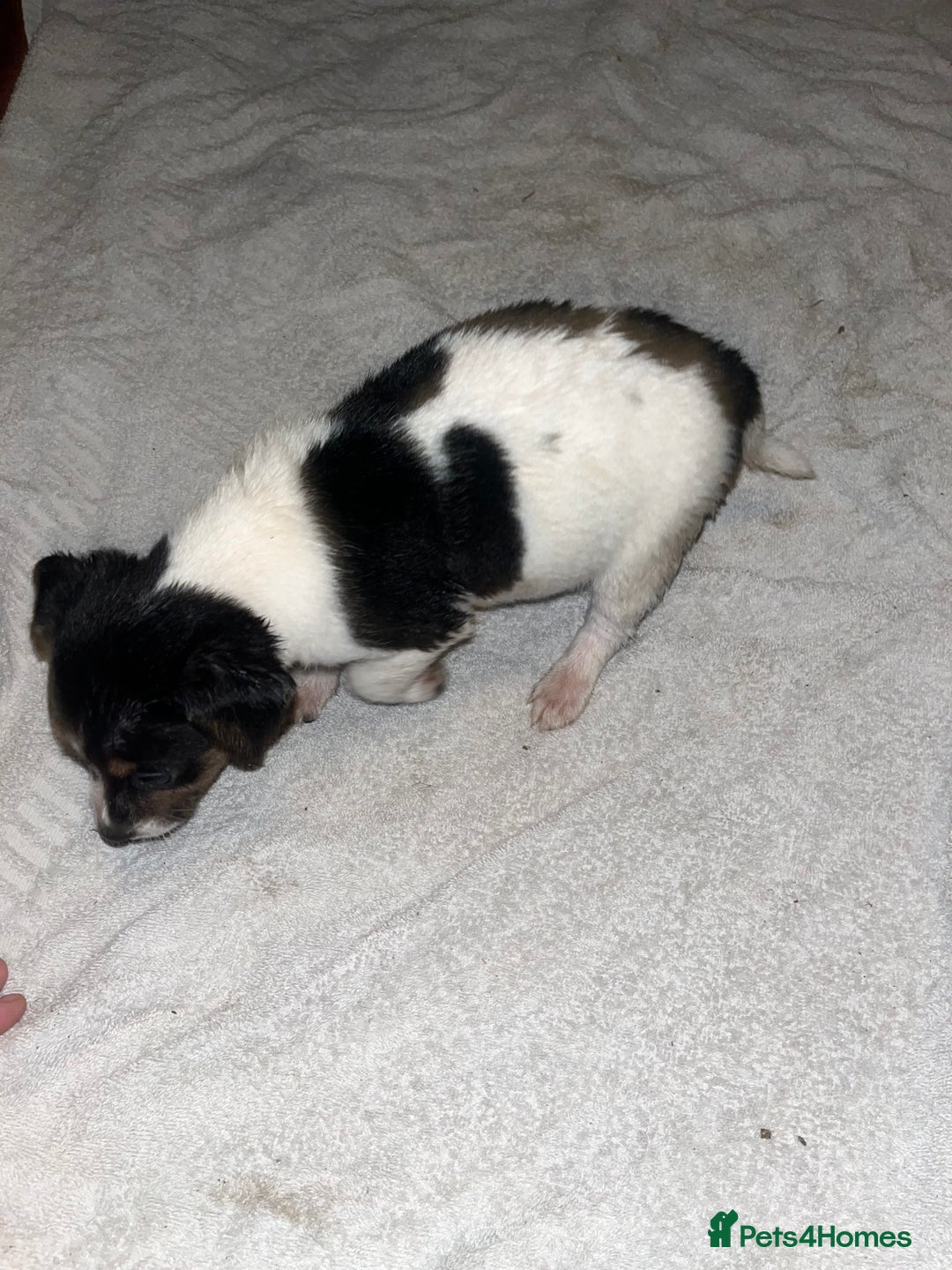 Jack Russell dogs for sale: 4 stunning playful Jack Russell puppies - Image 10