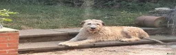 Irish Wolfhound dogs for sale: Irish wolfhound  - Advert 6
