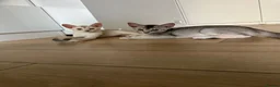 Abyssinian cats for sale: Silver Abyssinian kittens  - Advert 27
