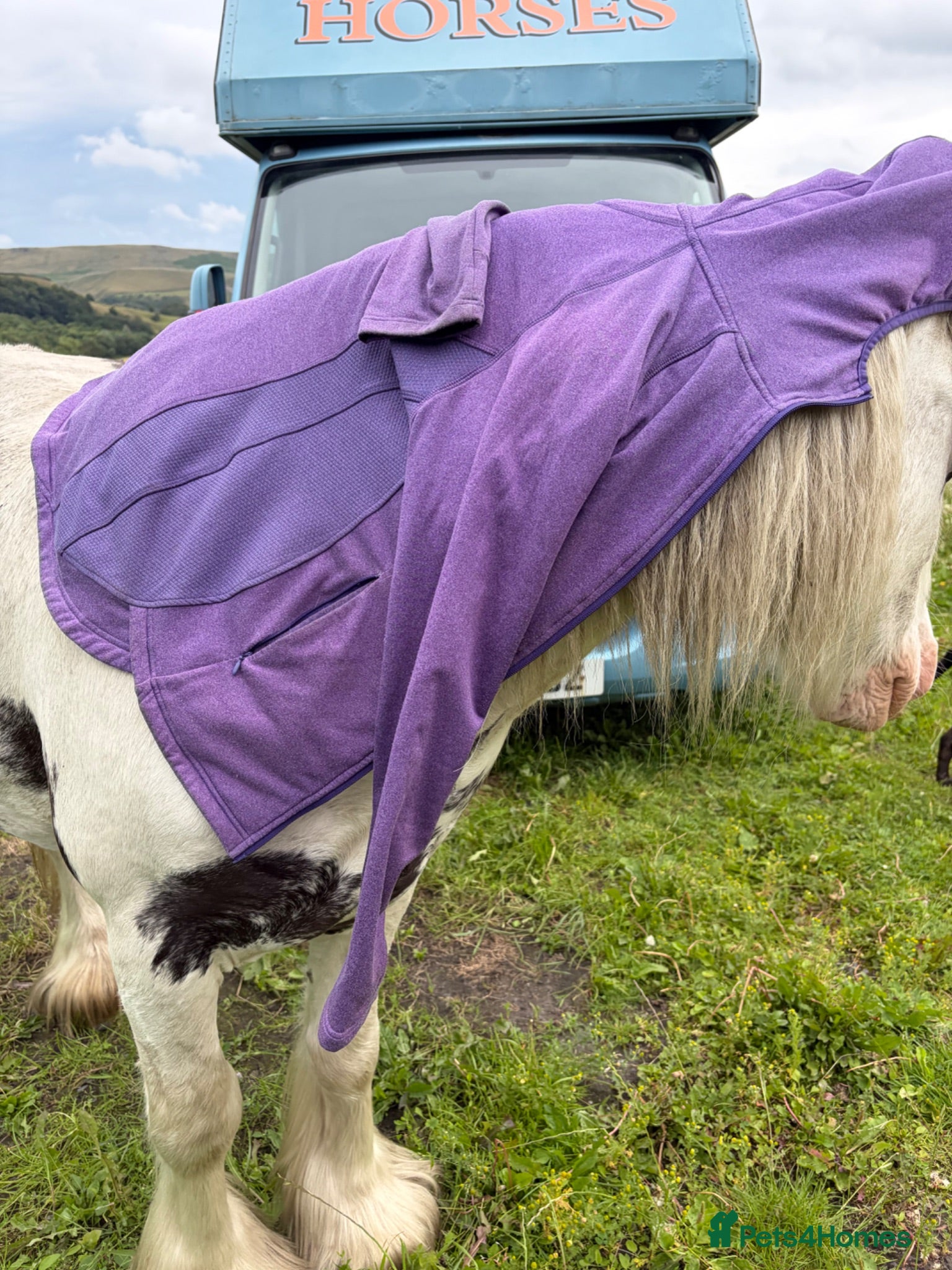 Other Breed horses Coloured mini cob - Advert 2