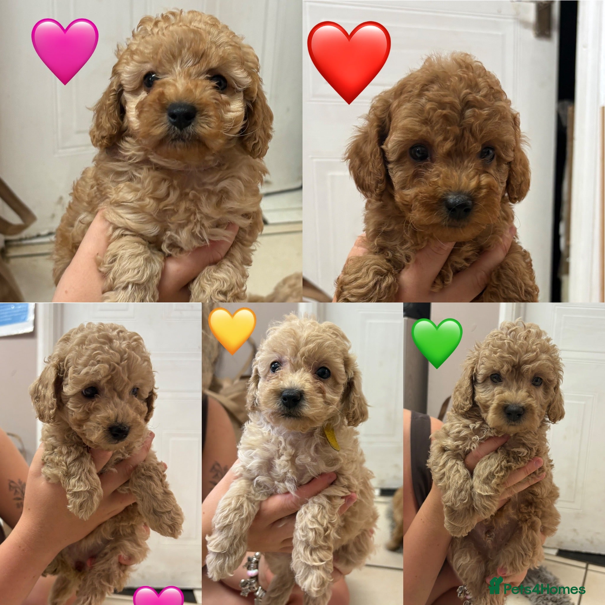 Miniature Poodle dogs Gorgeous Miniature Poodles - Advert 2