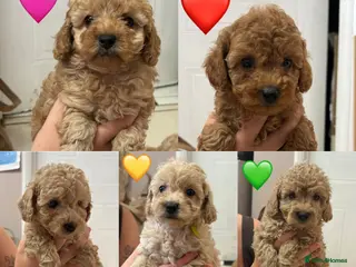 Miniature Poodle dogs Gorgeous Miniature Poodles - Advert 2