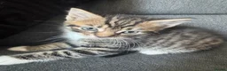 Mixed Breed cats for sale: Beautiful kittens for sale  - Advert 6