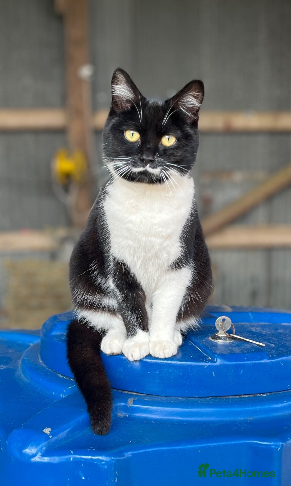 Mixed Breed cats Beautiful Kittens looking for their forever homes  - Advert 3