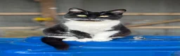 Mixed Breed cats for sale: Beautiful Kittens looking for their forever homes  - Advert 1