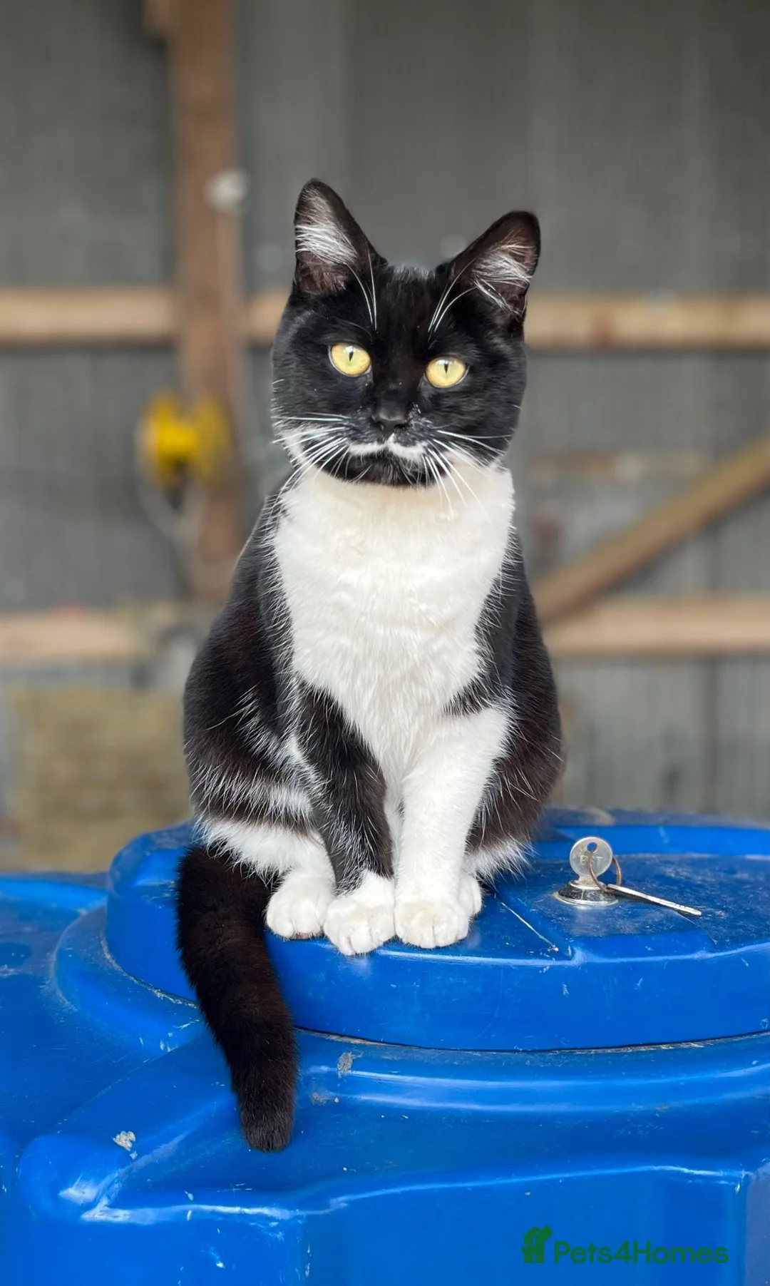 Mixed Breed cats for sale: Beautiful Kittens looking for their forever homes  - Advert 1