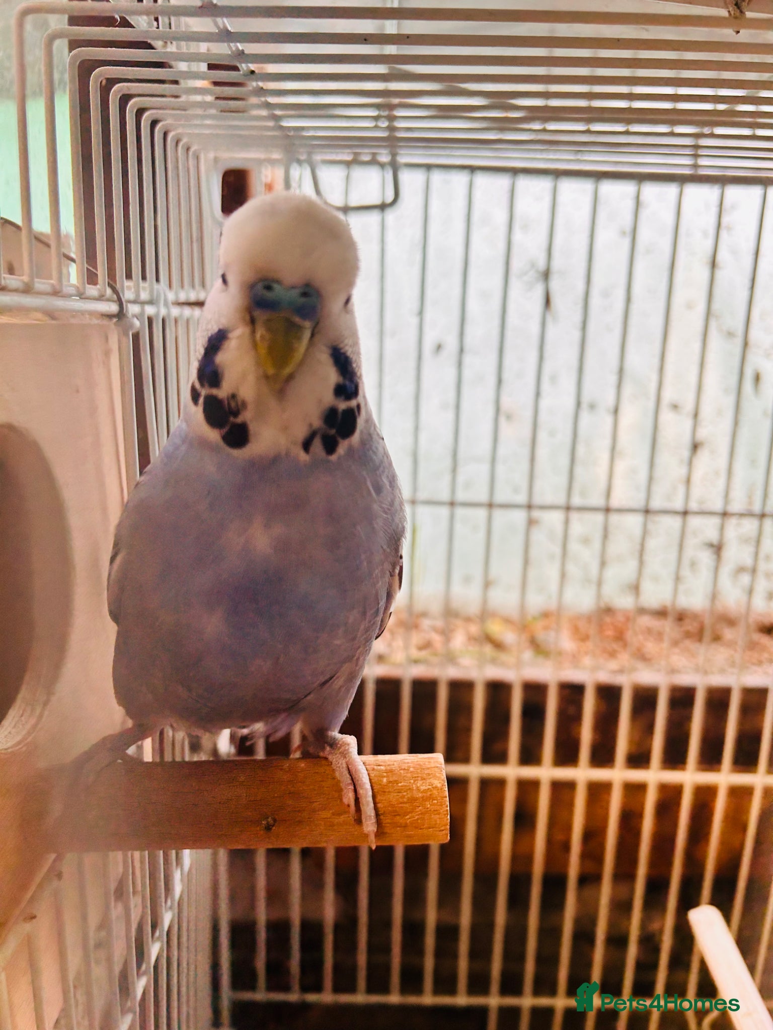 Budgerigars birds Proven breeding pairs only  - Advert 2
