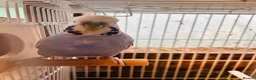 Budgerigars birds for sale: Proven breeding pairs only  - Advert 2
