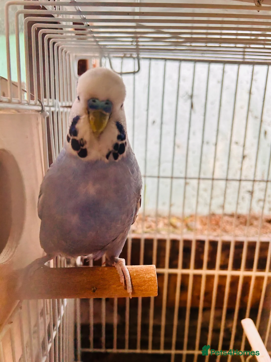 Budgerigars birds for sale: Proven breeding pairs only  - Advert 2
