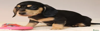 Miniature Dachshund Puppy 7