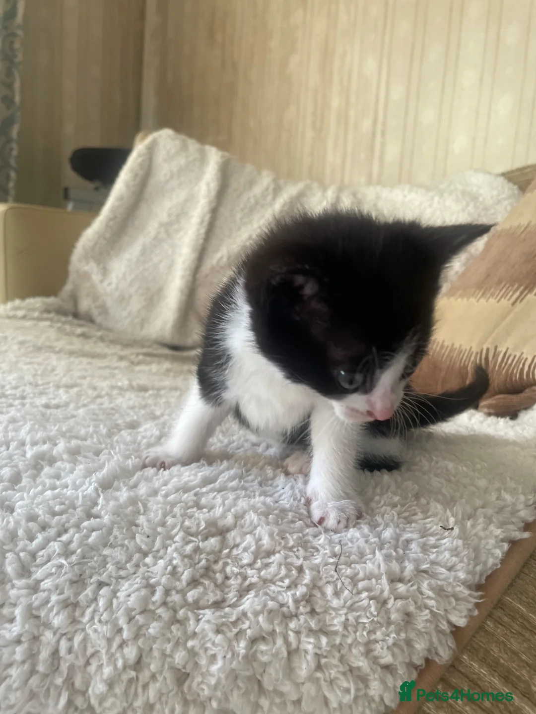 Mixed Breed cats for sale: 4 beautiful kittens  in Purley - Advert 9