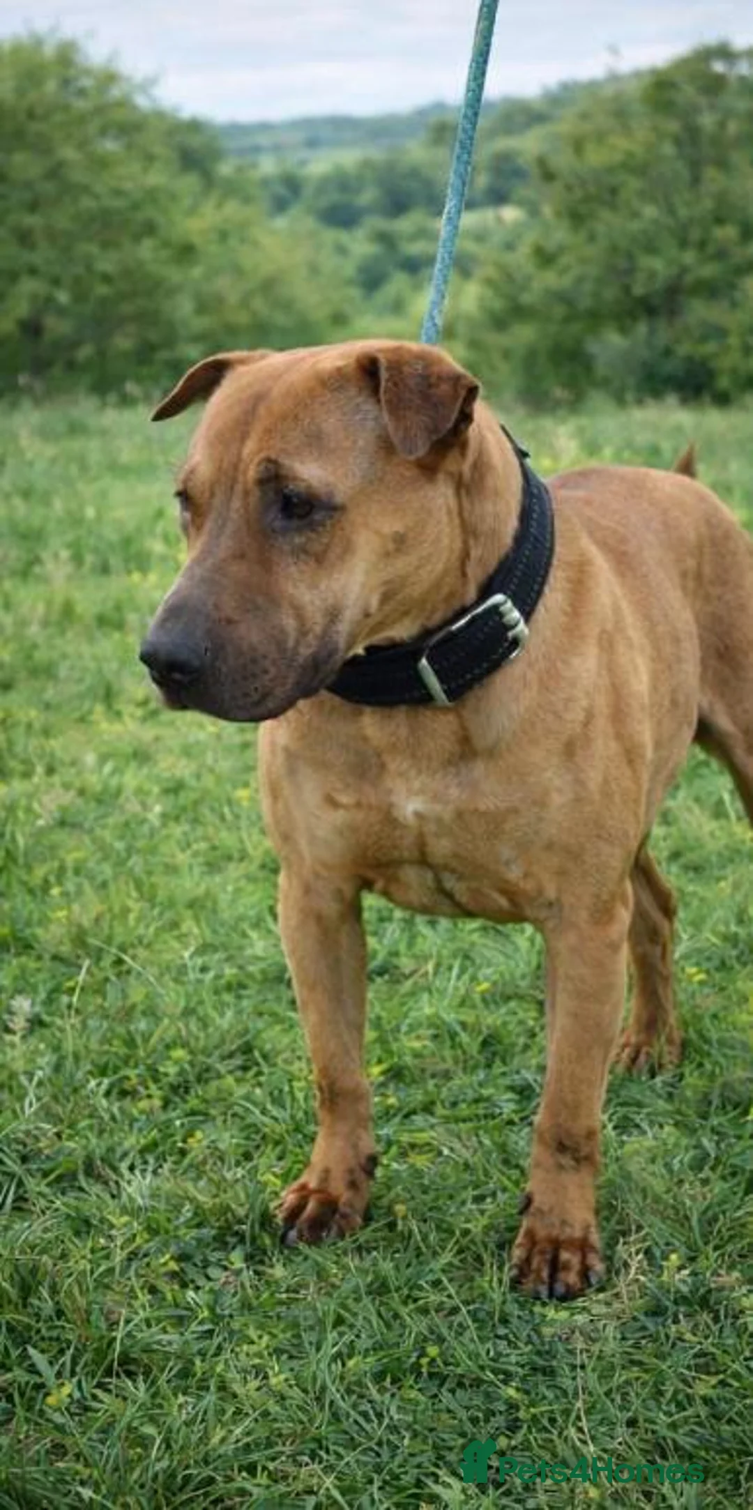 Mixed Breed dogs for adoption: 🚨🐾💔 URGENT FOSTERS NEEDED NOW 💔🐾🚨 - Advert 6