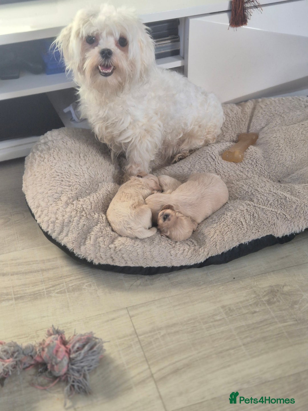 Maltipoo dogs for sale: MALTIPOO PUPPIES - Advert 4