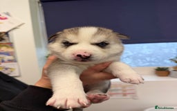 Siberian Husky dogs for sale: 1 female and 2 male huskies for sale - Advert 3