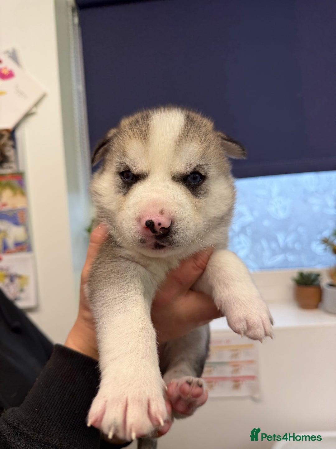 Siberian Husky dogs for sale: 1 female and 2 male huskies for sale - Advert 3