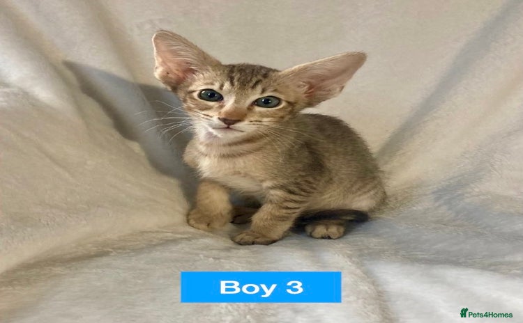 Oriental cats - Advert 1