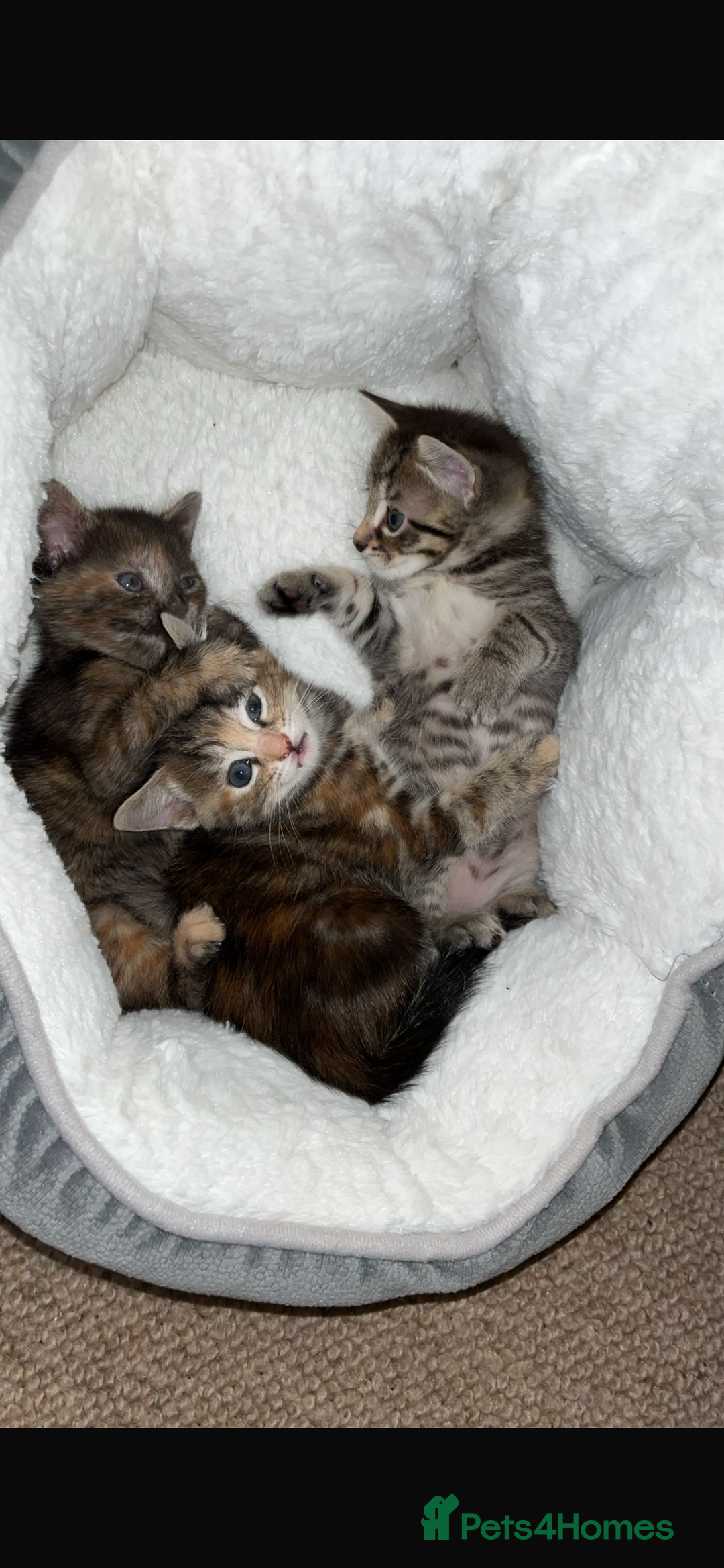 Mixed Breed cats for sale: 3 lovely kittens ready for their new homes 🥰 - Advert 7