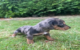 Dachshund dogs for sale: Dachshund pups - Image 6