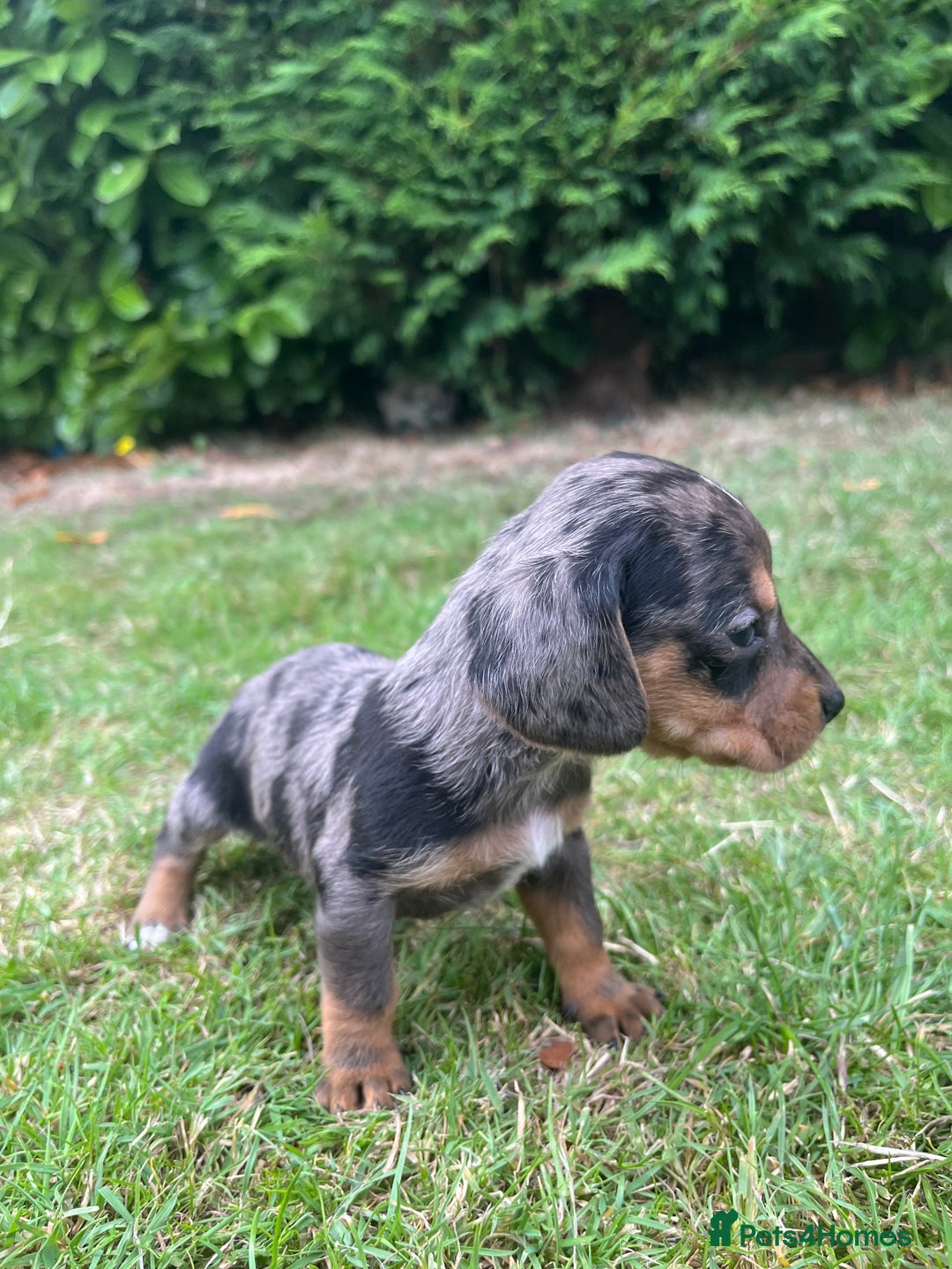 Dachshund dogs for sale: Dachshund pups - Image 6