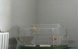 Cockatiels birds for sale: 1 male 1 female with cage and food - Image 5