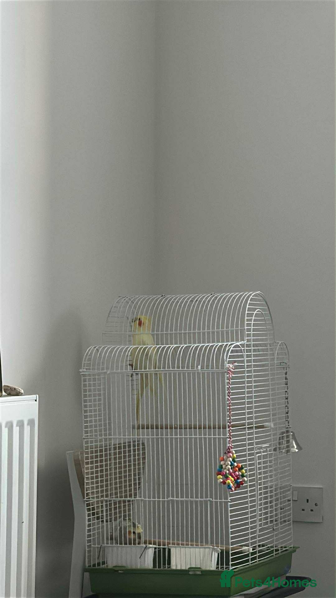 Cockatiels birds for sale: 1 male 1 female with cage and food - Image 5