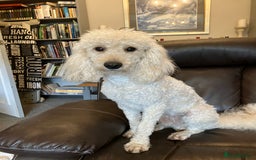 Bordoodle dogs for sale: BORDOODLE puppies DNA screened  - Advert 8