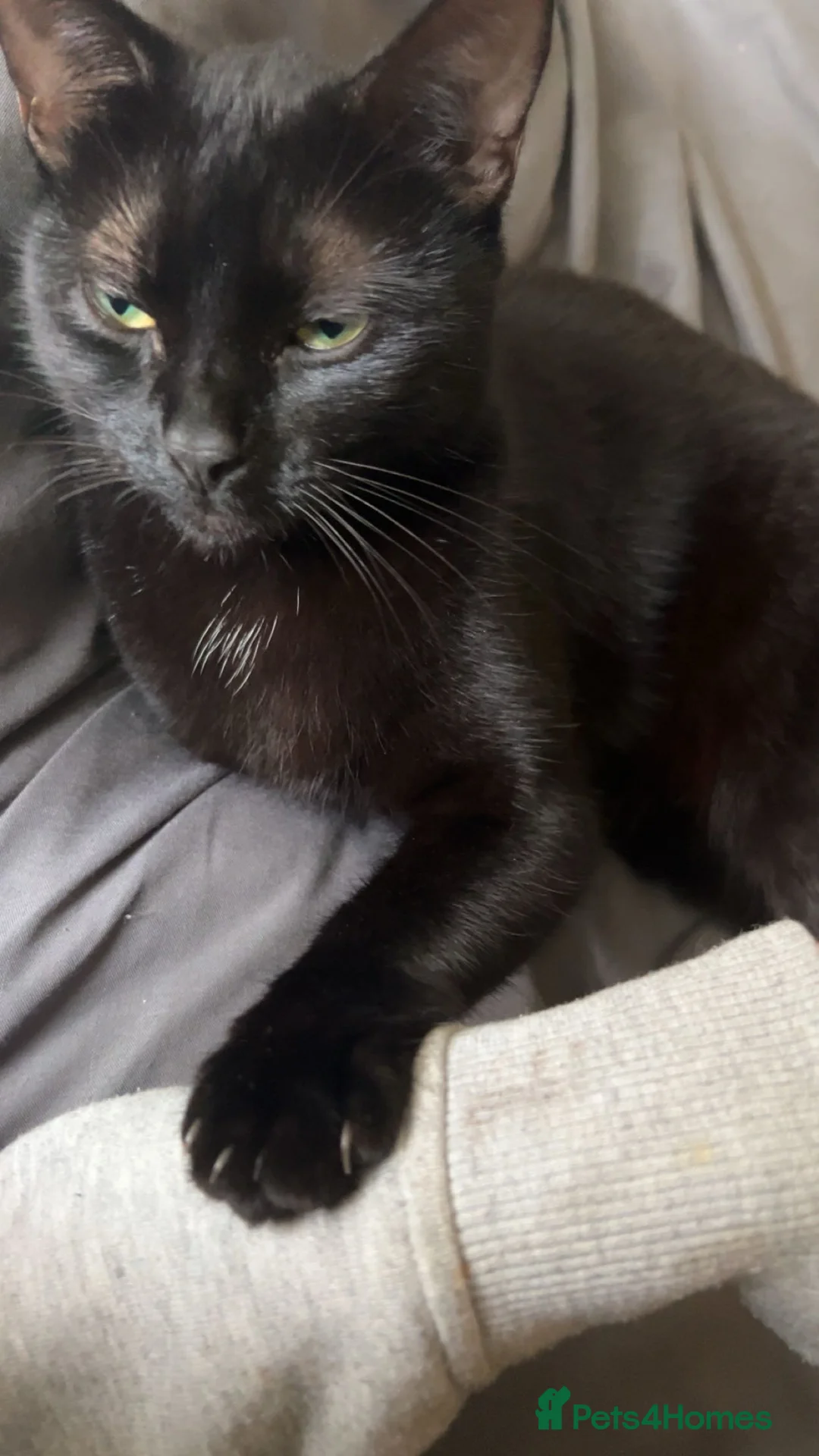 Bombay cats for sale: 2 Bombay cats  - Advert 3