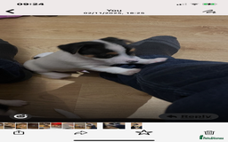 Jack Russell dogs for sale: Short leg pure bred jacks Russel original type .  - Image 5