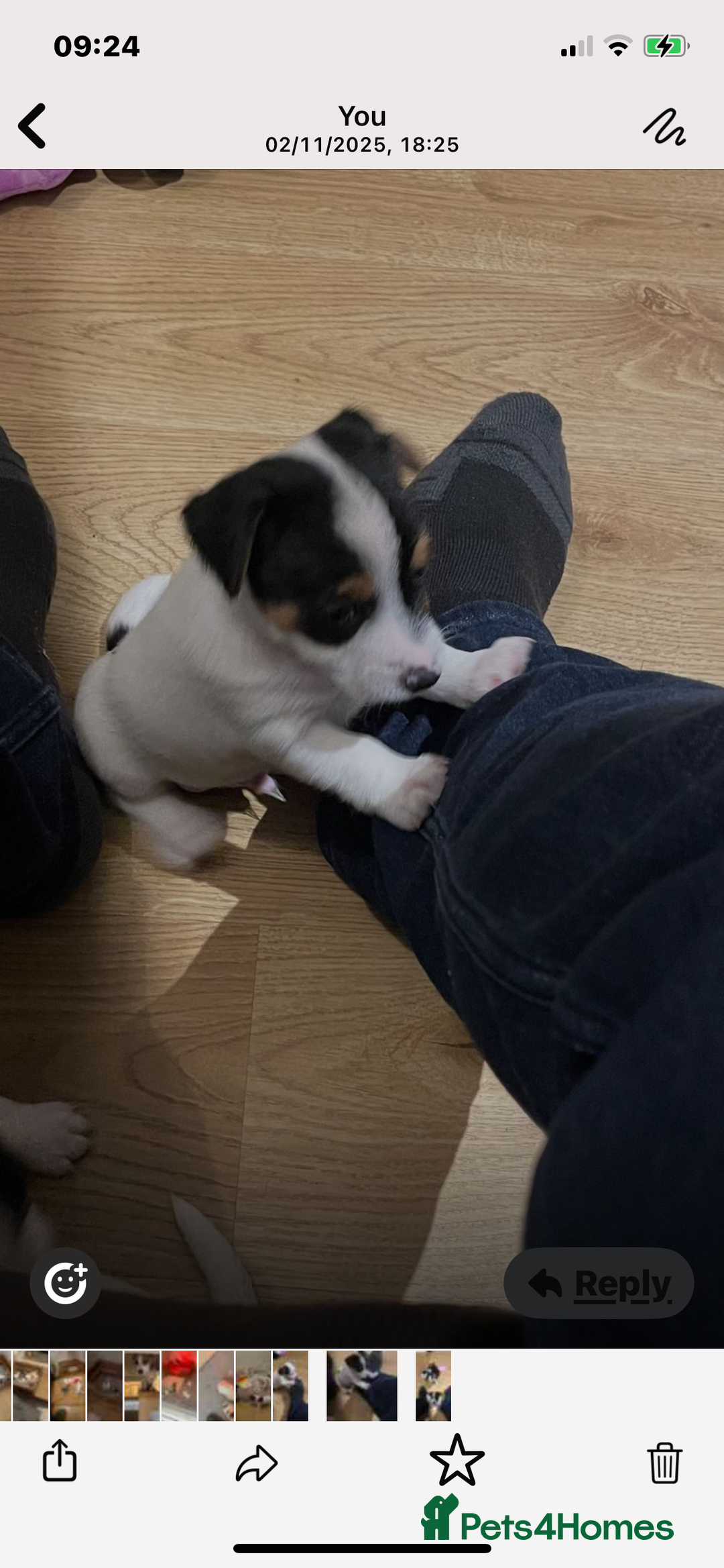 Jack Russell dogs for sale: Short leg pure bred jacks Russel original type .  - Image 5