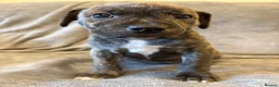 Mixed Breed dogs for sale: Staffy X puppies  - Advert 7