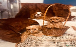 Cavapoo dogs for sale: Quality F1 Red Cavapoo Puppies (2 boys 2 girls) - Image 3