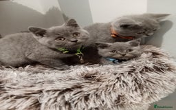 Brazilian Shorthair cats for sale: Beautiful blues Bristh short hair - Image 39