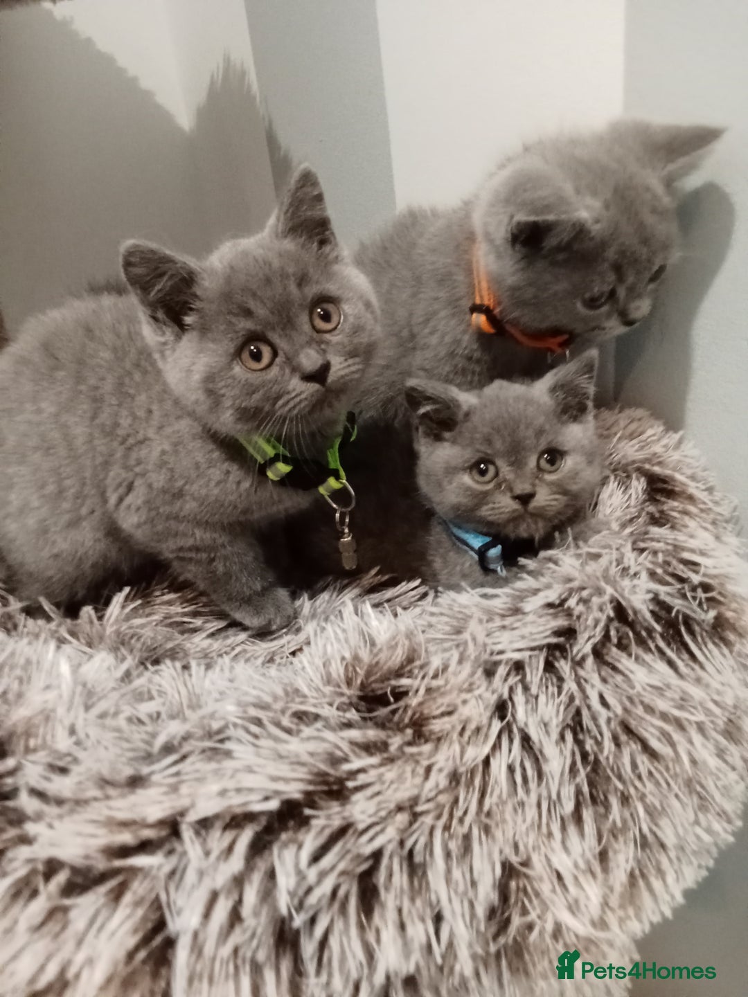 Brazilian Shorthair cats for sale: Beautiful blues Bristh short hair - Image 39