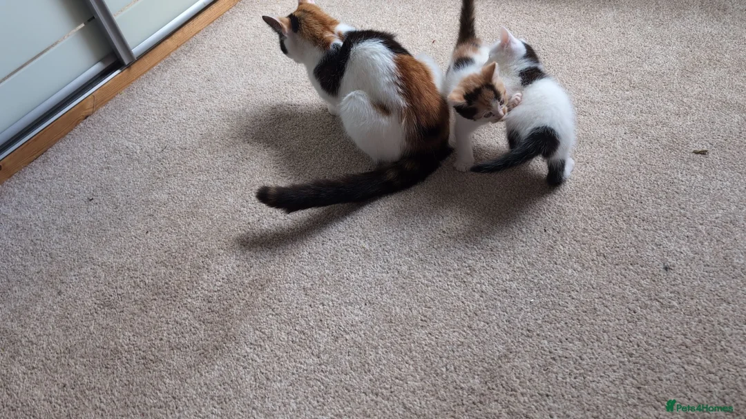 Maine Coon cats for sale: Maincoon cross mother x British shorthair dad in Worksop - Advert 5