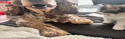 Mixed Breed cats for sale: 4 Long Hair Kittens  - Advert 4