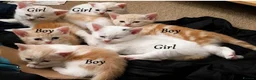Mixed Breed cats for sale: Beautiful female white kittens  in Bradford - Advert 3